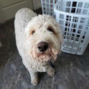 Meet your Posher, Carington